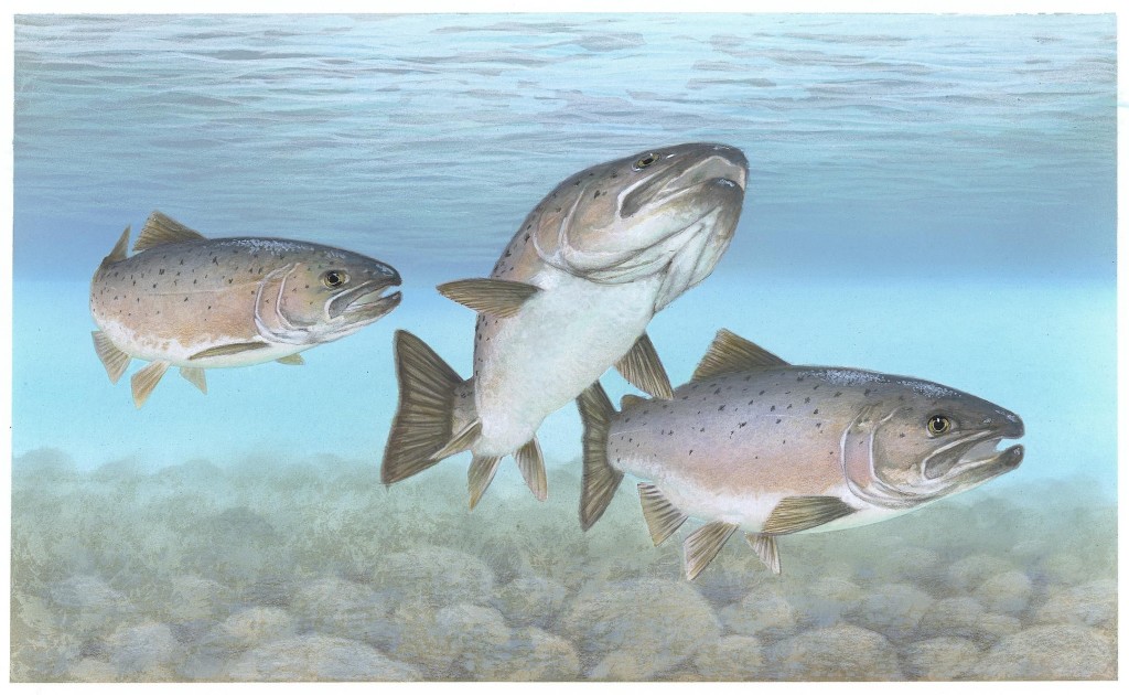 State of the Salmon 2015